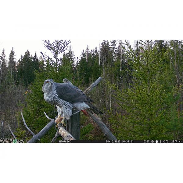 NITEforce 4G TRAILCAM OUTLAW 30 MP 4K video